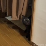 洗面所に隠れて猫じゃらしを狙う猫