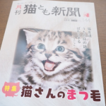 『月刊猫とも新聞』2022年6月号の特集は「猫さんのまつ毛」です