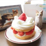 【月命日】猫の生誕20年を近江屋洋菓子店のショートケーキでお祝い