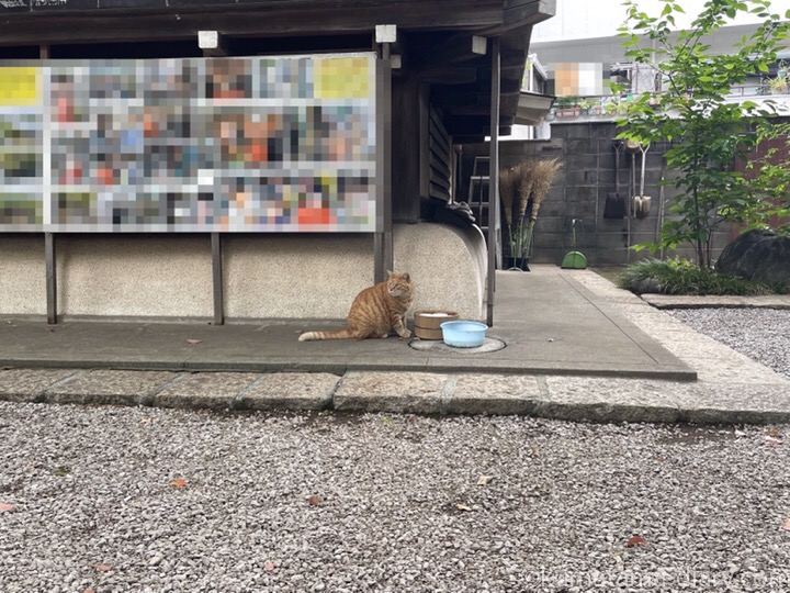 神社の茶トラ猫さん