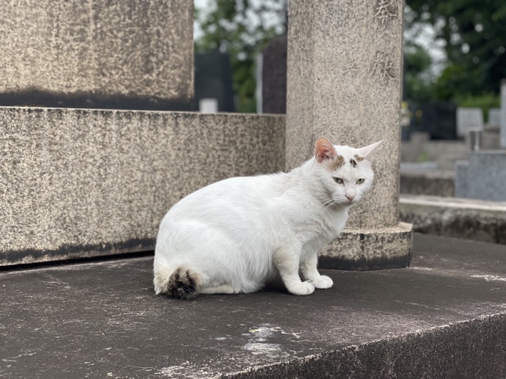 白キジトラ猫さん