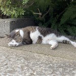 日陰で寝そべる猫さん