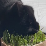 顔を埋めるように猫草を食べる猫
