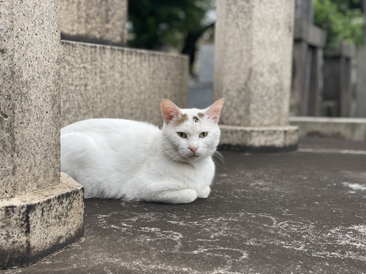 白キジトラ猫さん