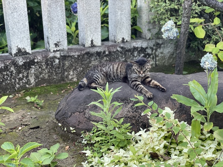 石の上のキジトラ猫さん
