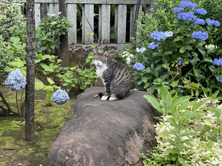 石の上のキジトラ白猫さん