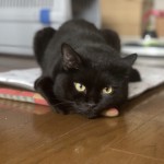 猫の家の「にっぷ棒」にあごのせする黒猫