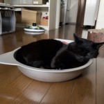今年も「マルカン ひんやりクール猫鍋」で眠る猫