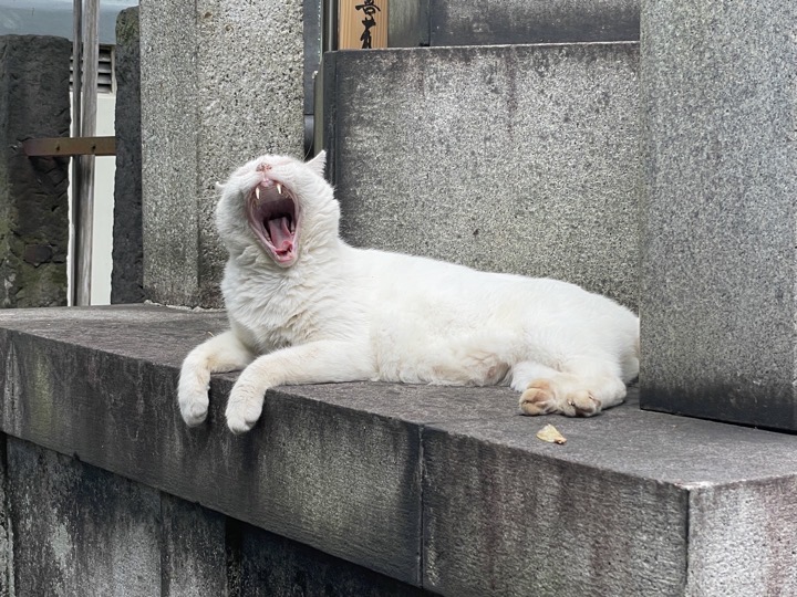 白猫さんあくび