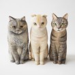 3匹の木彫り猫さんたち