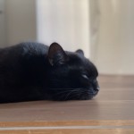 【月命日】順応性が高い黒猫