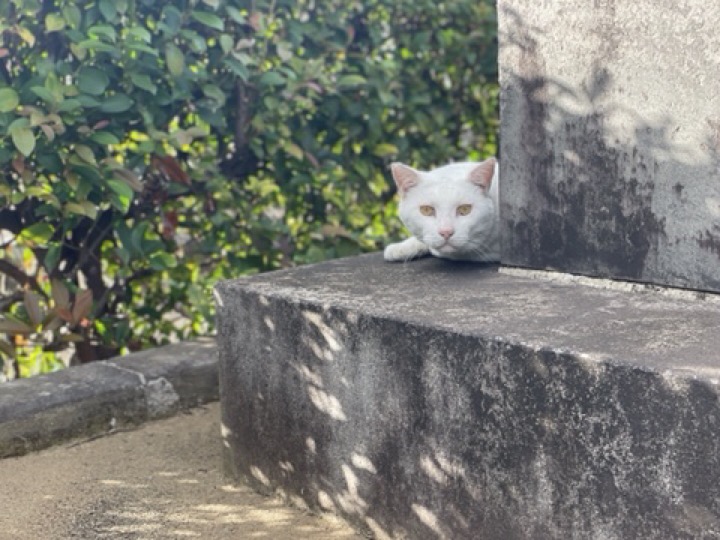 白猫さん