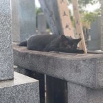 日陰で寝ていた黒猫さん