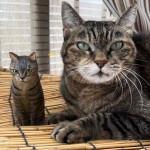 オーダー木彫り猫とモデルの猫さんとのお写真