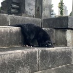 石段にスリスリする黒猫さん