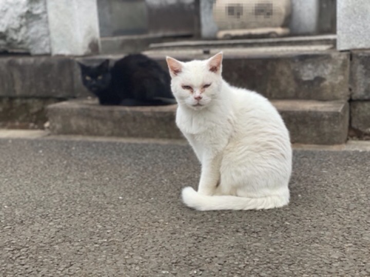 白猫さんと黒猫さん