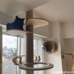 「SUMIKA 突っ張り型木製キャットタワー」を使うようになった猫