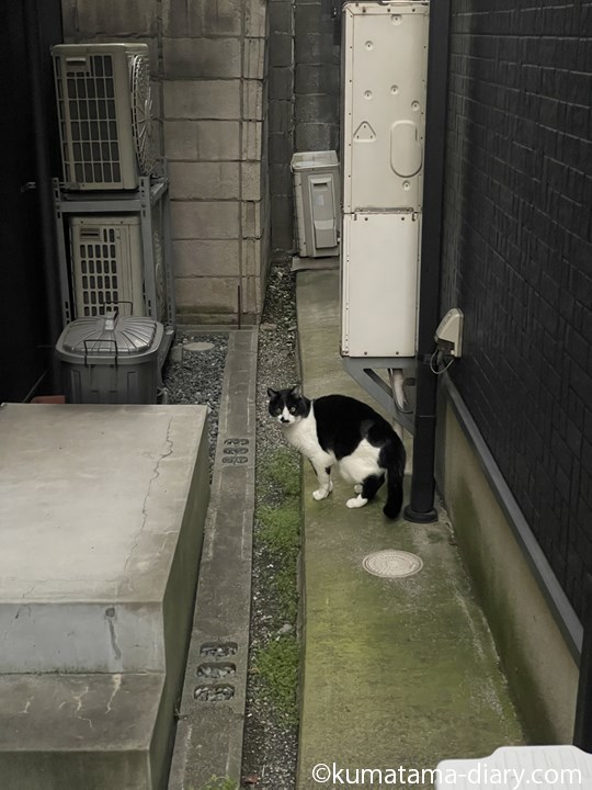 黒白猫さん