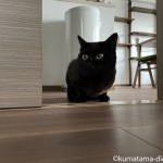 廊下でグルーミングする猫