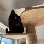 「SUMIKA 突っ張り型木製キャットタワー」の一番上で頭ごっつんする猫