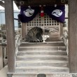 神社のキジトラ白猫さん