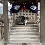 神社の猫さんたち