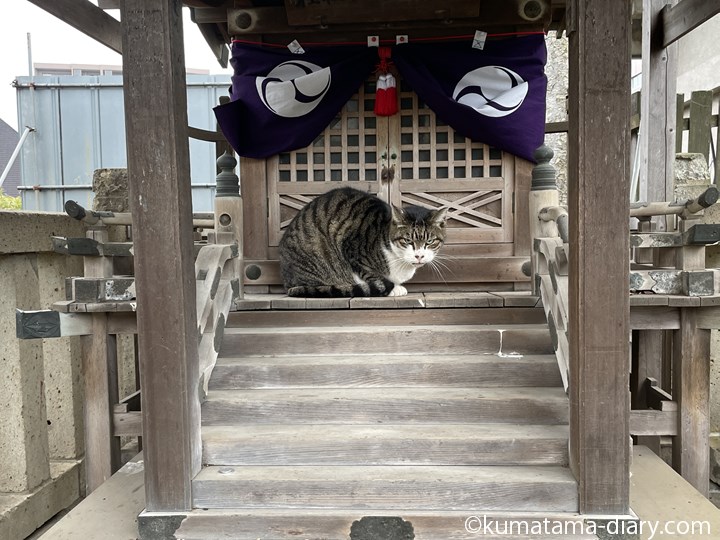 神社のキジトラ白猫さん