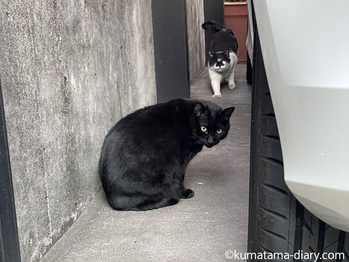 黒猫さんと黒白猫さん