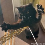 猫の家のおもちゃ「黄金麺」に飛びかかる猫