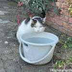 バケツの水を飲む猫さん