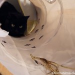 猫壱のキャットトンネルと黄金麺で遊ぶ猫