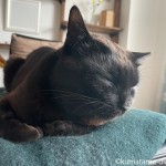 オットマンで眠る猫