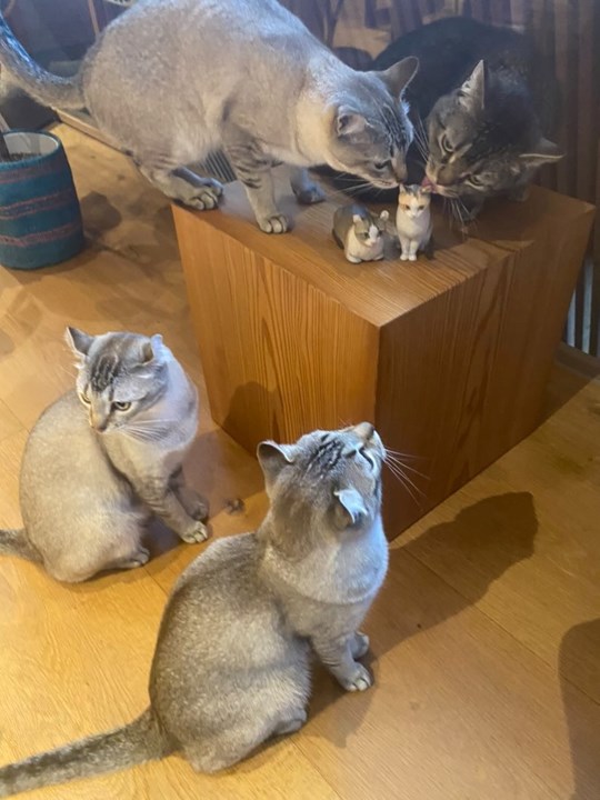 木彫り猫と猫さんたち