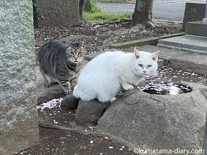 白猫さんとキジトラ猫さん