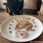 キットキャットとリリーズキッチンのフードで猫の誕生日をお祝い♪