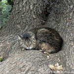 木の根元にいたキジトラ猫さん