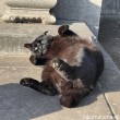 寝転がる黒猫さん