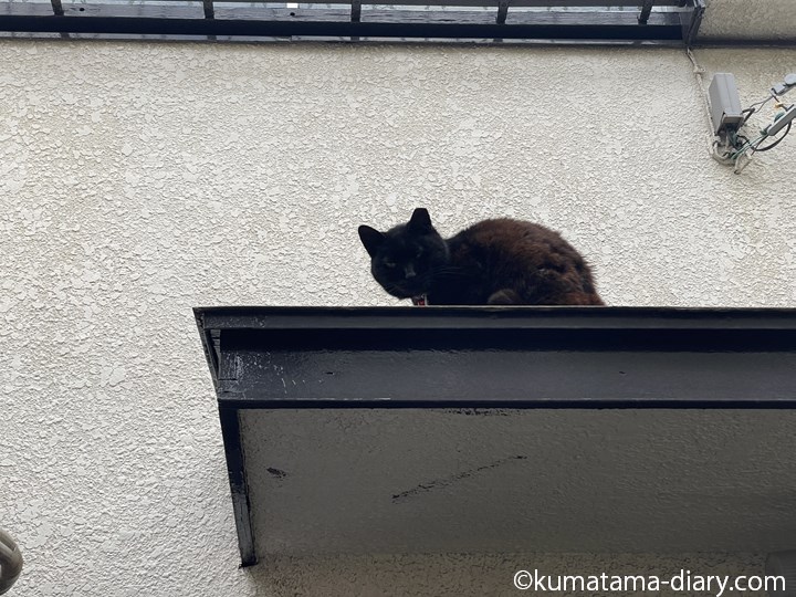 屋根の上の黒猫さん