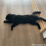 猫が床に伸びる季節