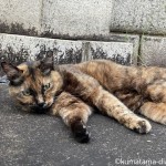 墓地の美人なサビ猫さん