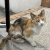 三毛猫さん