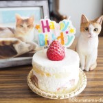 猫の生誕21年をショートケーキでお祝い