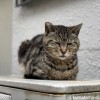 アメショ柄の猫さん
