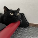 ローラー台にあごのせする猫