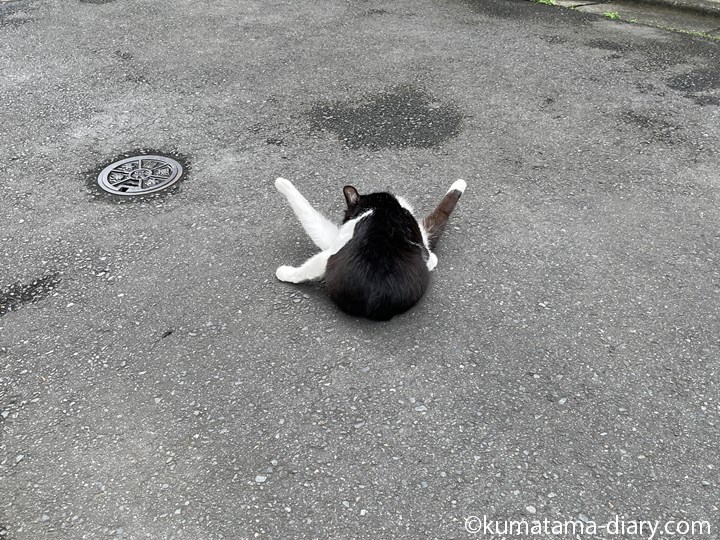 黒白猫さんV字開脚