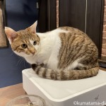 【谷中】猫さんたちに大人気な「宿木カフェ&レストラン」のレジ
