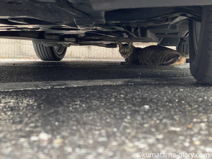 車の下の猫さん
