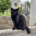 墓地の黒猫さんと白猫さん