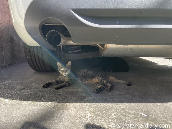 車の下の猫さんたち