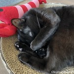顔を隠しながら「バリバリボウル」で眠る猫